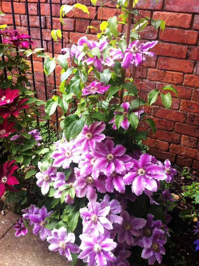 Twisters Extendable Plant Support x 3 - As seen on TV & at the RHS Shows